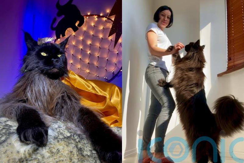 ‘Majestic’ 13kg cat called Zeus who is 4ft 3in at his tallest becomes ‘social media star’ with millions of views