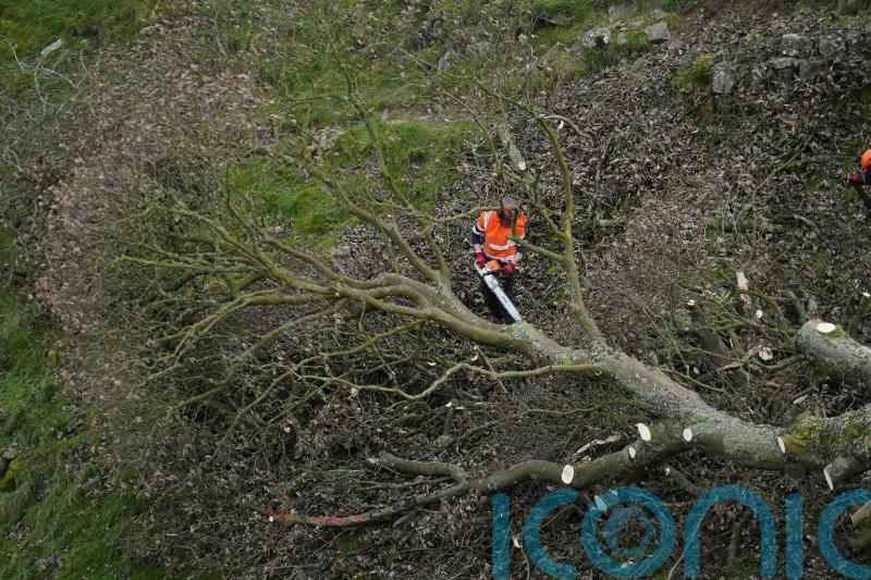 Sycamore Gap timeline: How damage to landmark tree allegedly unfolded