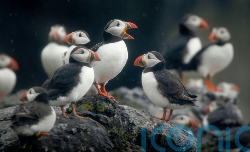 Charities call for wind farm to be blocked as thousands of bird deaths feared