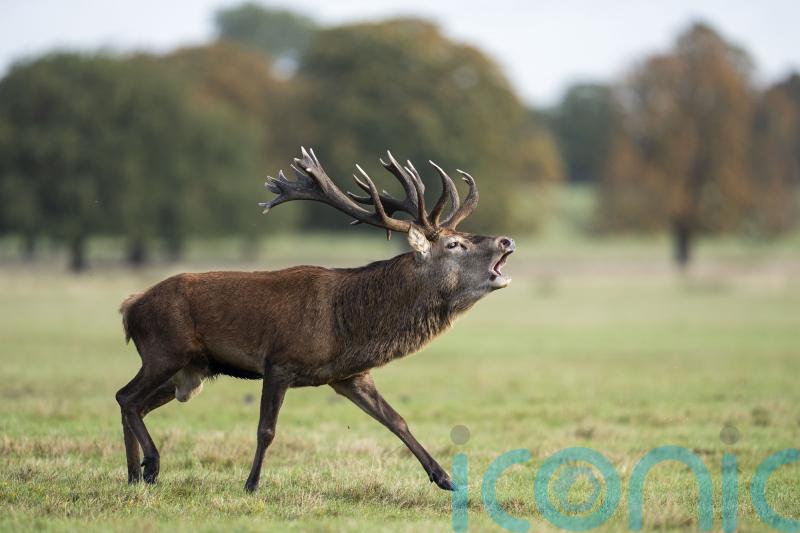 Eating venison once a week should be encouraged, MSPs told