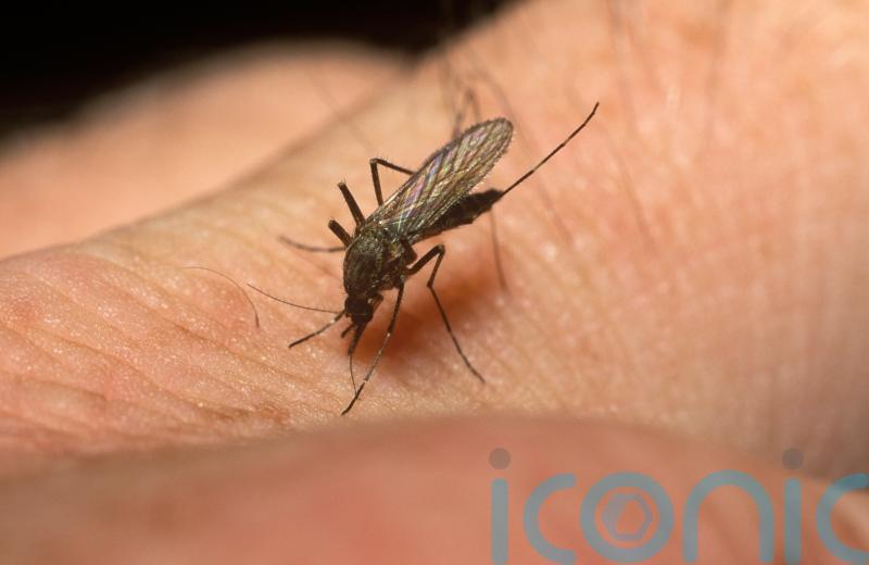 Mosquitoes found as far north as Shetland in study examining pathogen risk