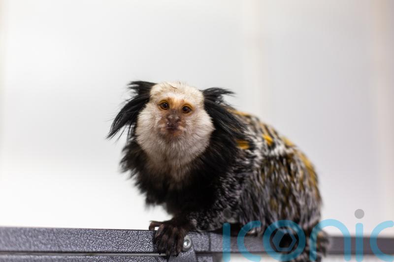 Charities highlight case of monkey kept in bird cage in plea over exotic pets