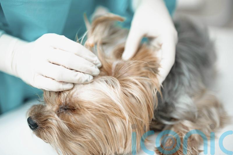 Vets could face medicines price cap in competition probe