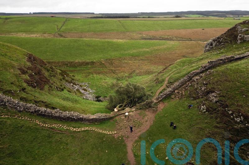 Sycamore Gap accused thought world-famous tree would be ‘good trophy,’ jury told
