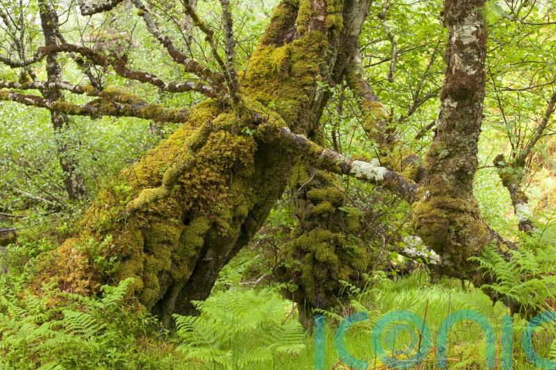‘Scale is so important’ – the fight to revive Britain’s vanishing rainforests