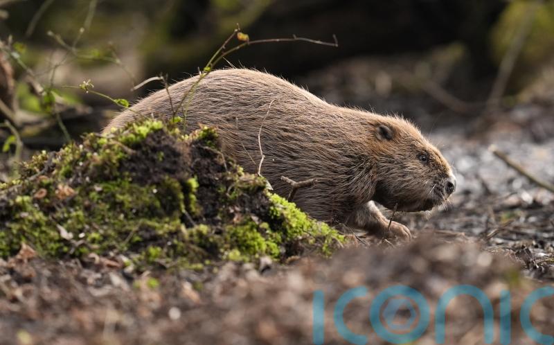 Restoring species such as beavers, elk and bison ‘crucial’ for nature – charity