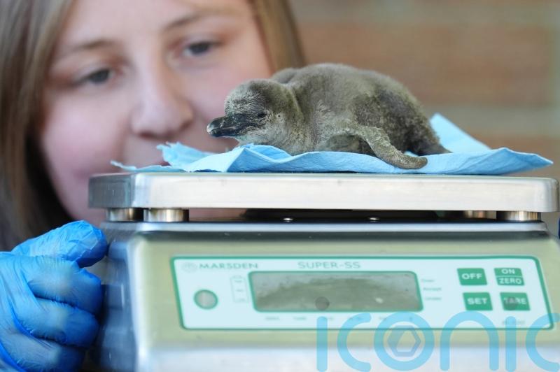 Safari park welcomes two newly hatched penguin chicks