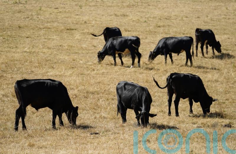 No drop in food standards, says Government as UK-US deal opens up beef trade