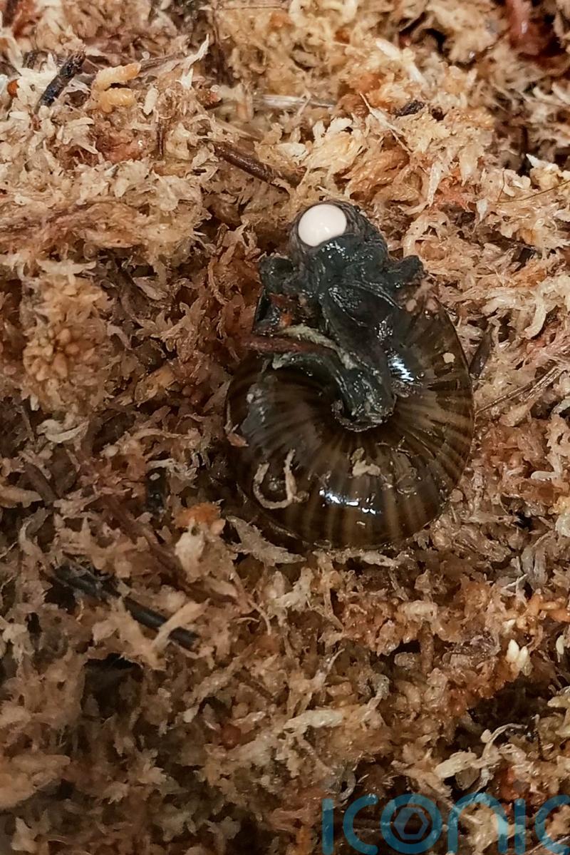 Rare snail filmed for the first time laying an egg from its neck