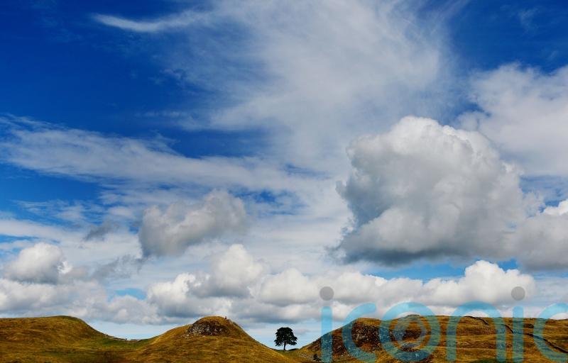‘Totemic’ Sycamore Gap tree inspired countless photos until it was felled