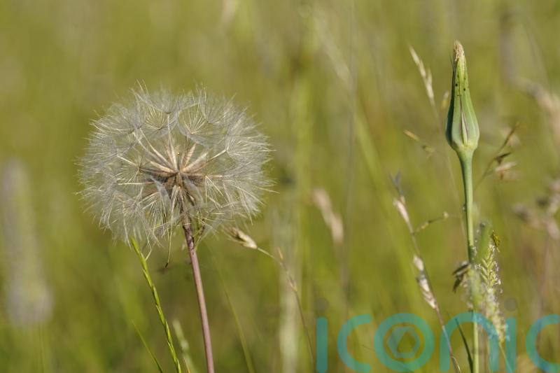 Public warned against buying hay fever jabs online