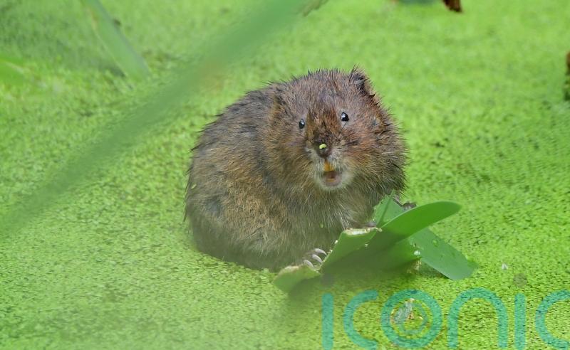 Warning over low funding to tackle invasive species damaging British wildlife