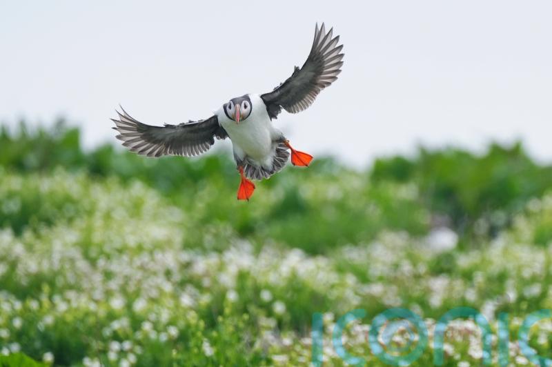 Farne Islands’ seabird spectacular to be shown on webcams