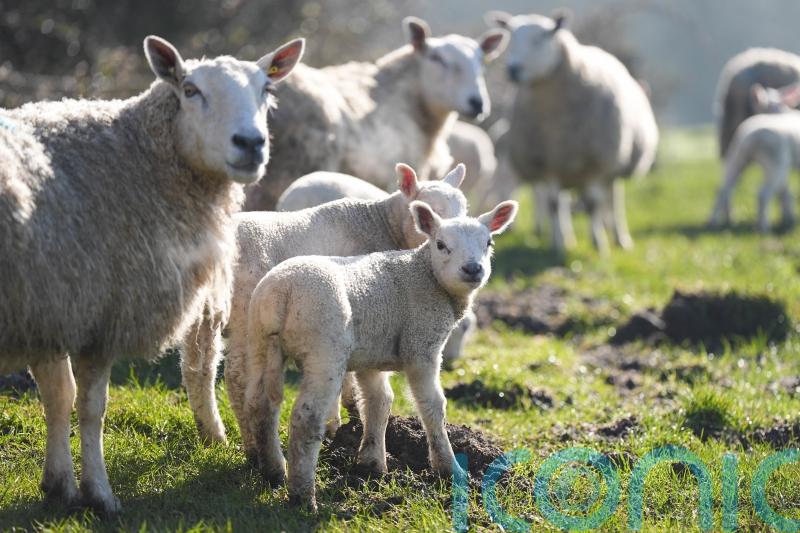 Cryptosporidium outbreak at Cowbridge farm reaches 81 cases