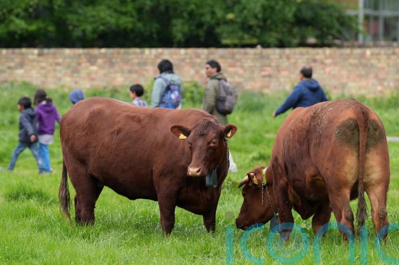 Cambridge cows get GPS collars to stop them from falling into river