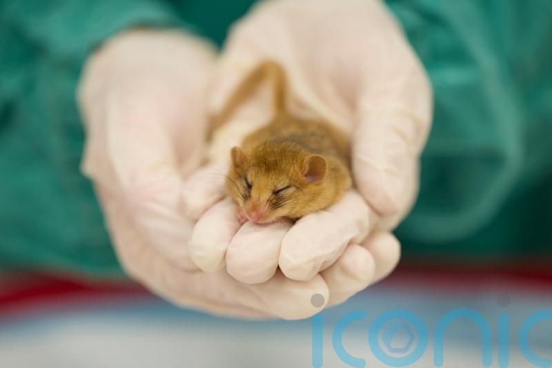 Nine rare hazel dormice to be released in wild after successful health checks