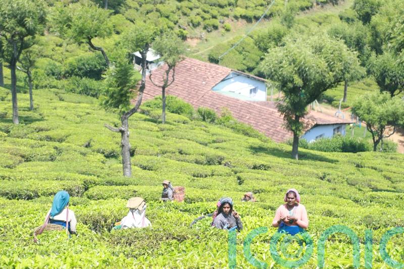 Fairtrade flags ‘window of opportunity’ to drive systemic change for tea farmers
