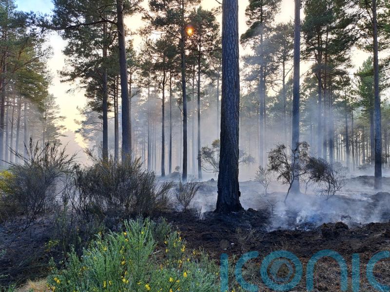 Firefighters continue to attend forest wildfire for third day