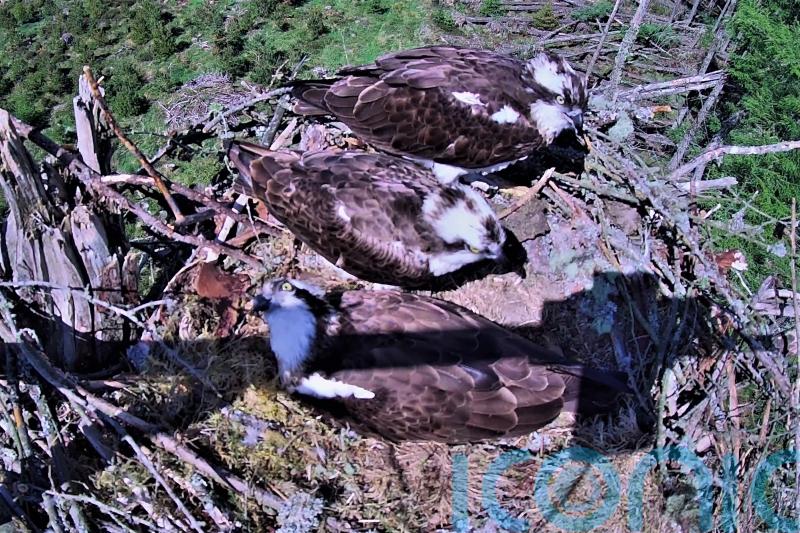 Three birds share a nest in osprey ‘love triangle’