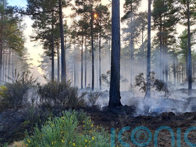 Firefighters remain at forest wildfire for fourth day