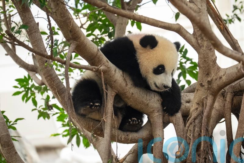 Hong Kong&rsquo;s baby pandas finally get names &ndash; meet Jia Jia and De De