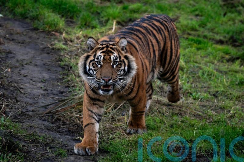 Zoo animals to get more space in ‘long-overdue’ welfare reforms