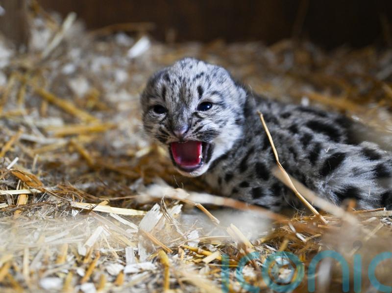 Snow leopard cub born at animal sanctuary