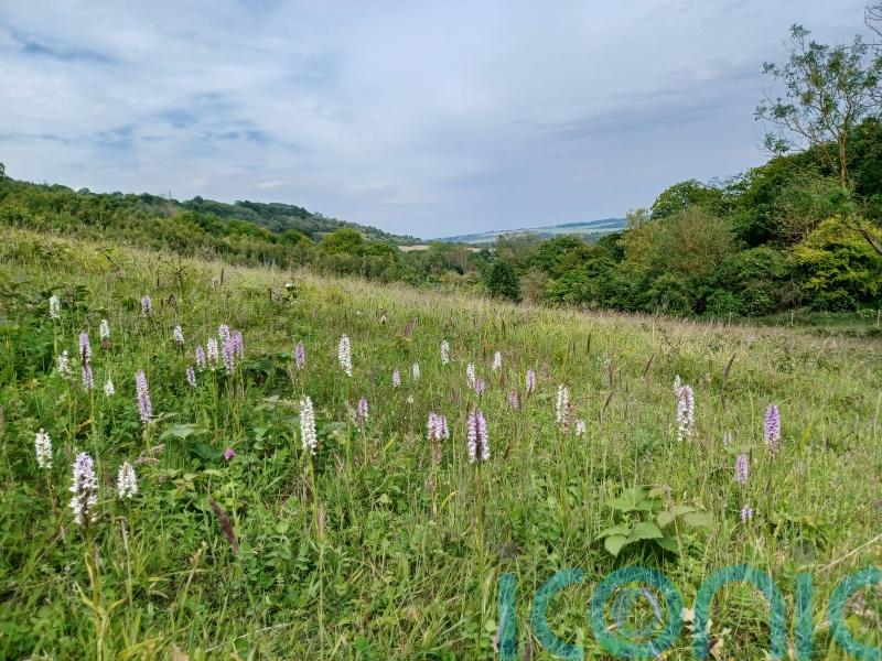 Natural England boss reveals concern over budget for nature restoration