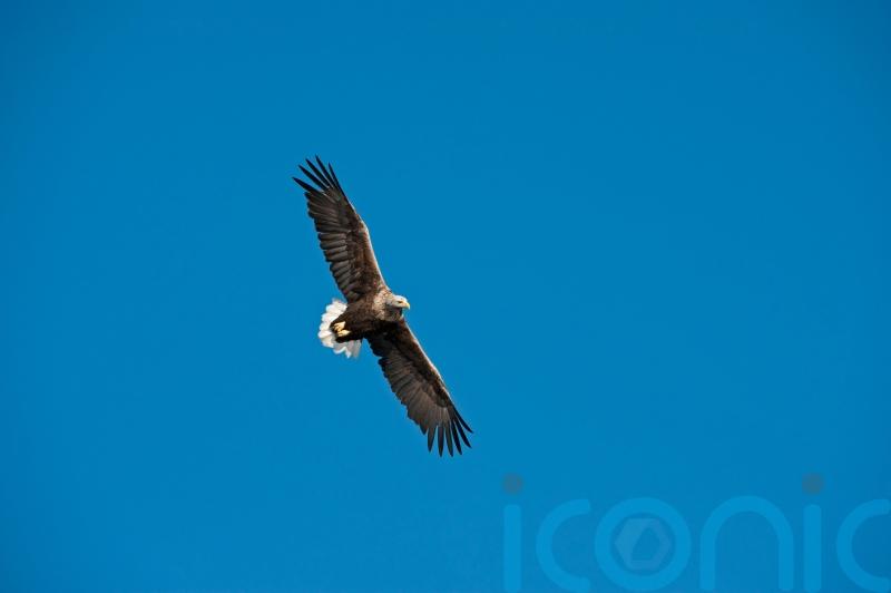 UK&rsquo;s oldest white-tailed eagle dies aged 32