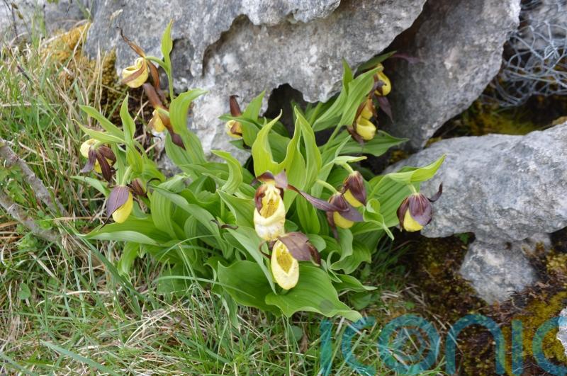 First new wild lady’s-slipper orchid found for 100 years marks conservation win