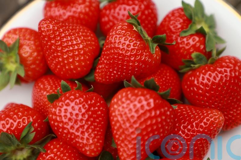 How to grow a bumper crop of strawberries to rival Wimbledon