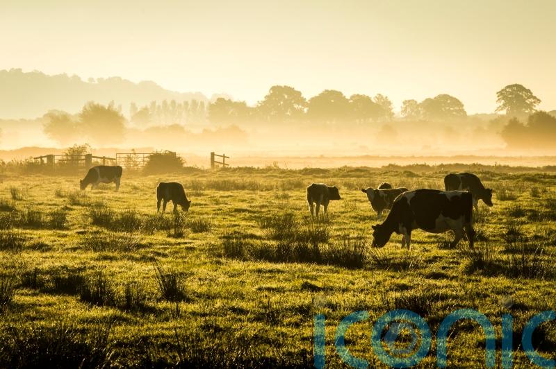 Government would struggle to cope with severe animal disease outbreak – watchdog