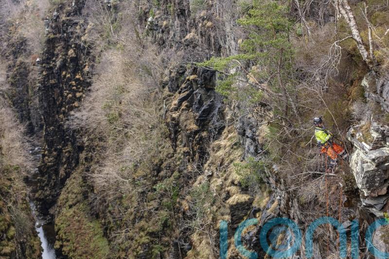 Conservationists abseil into 60-metre gorge to tackle invasive plant species