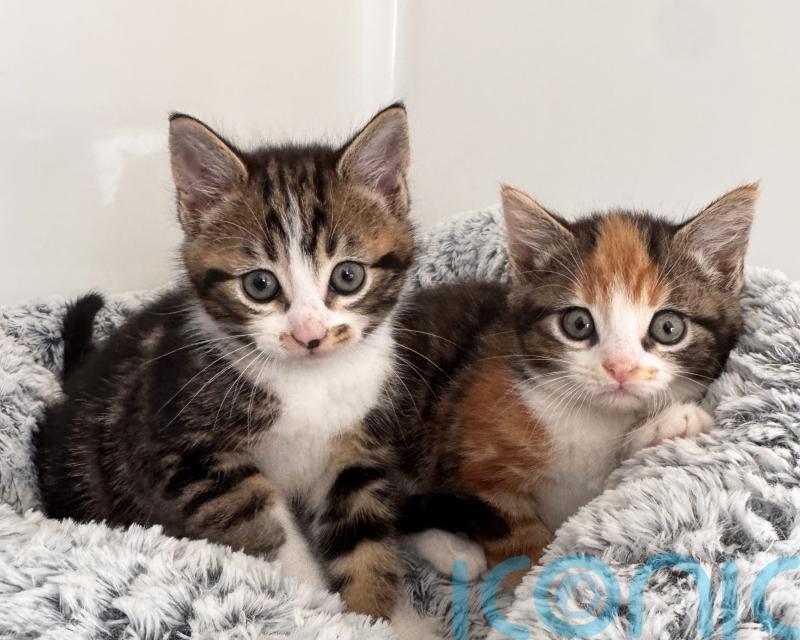 Stray cat saves kittens from danger before being killed on road