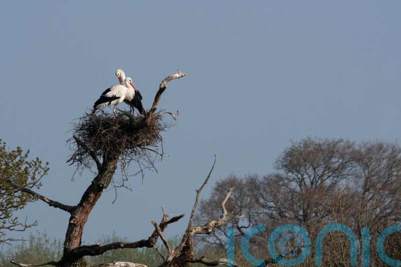 Return of white storks ’emblem’ for nature recovery, conservationists say