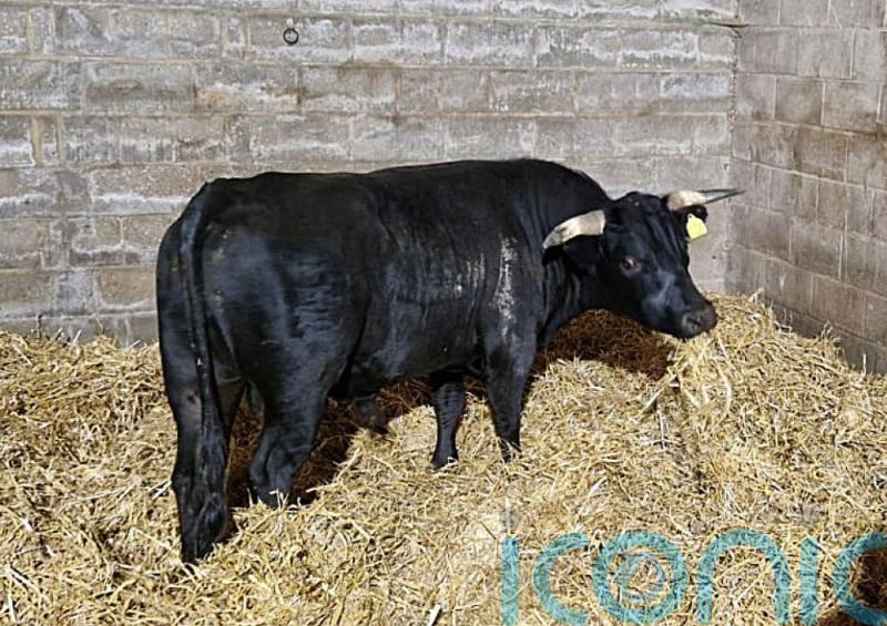 Birmingham’s on-the-run bull rehomed in Norfolk after ‘unexpected’ city break