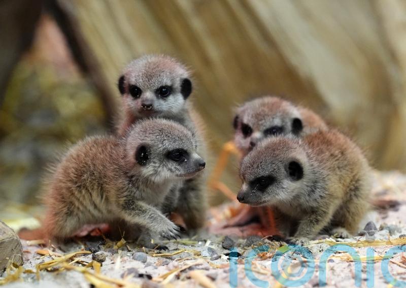 Meerkat pups welcomed at safari park
