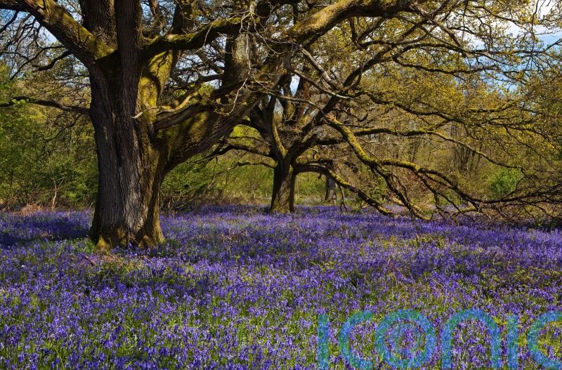Wildlife declining in UK woods despite more tree cover, study finds 
