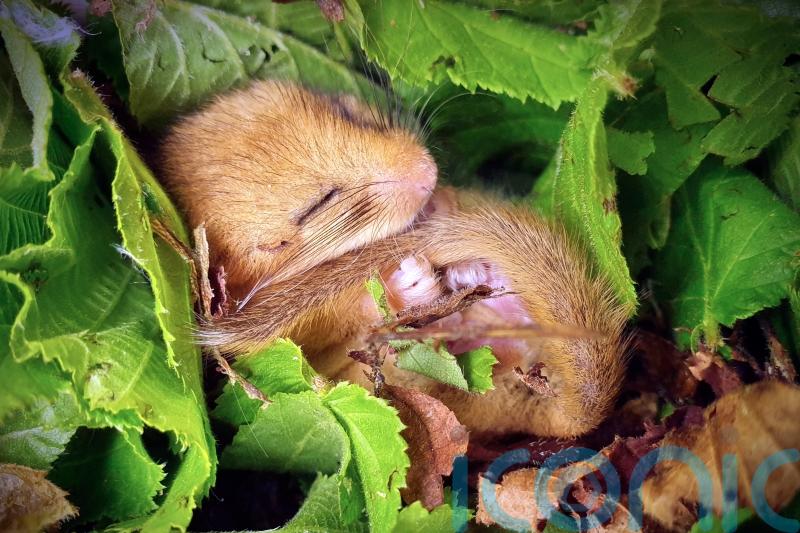 Rare hazel dormice released to create Leicestershire’s only known population