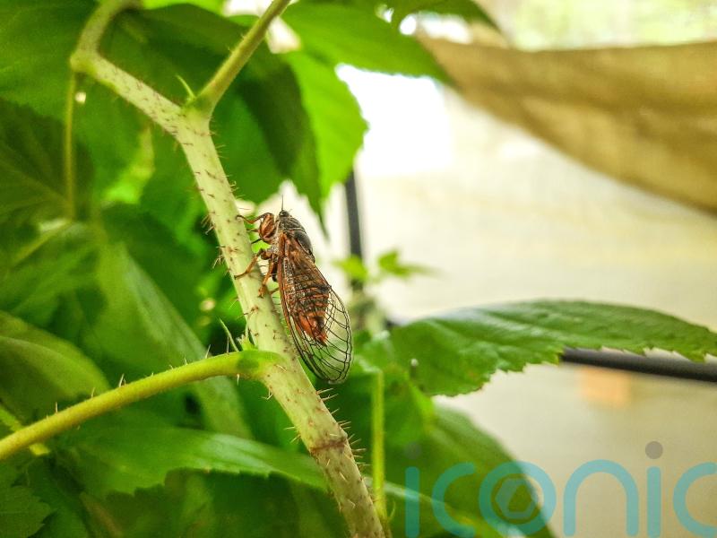 Singing cicadas brought back to UK from France after disappearing in 1990s