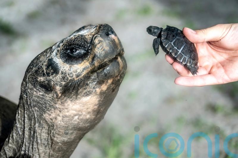 Galapagos tortoise celebrates 135th birthday and first Father’s Day at US zoo