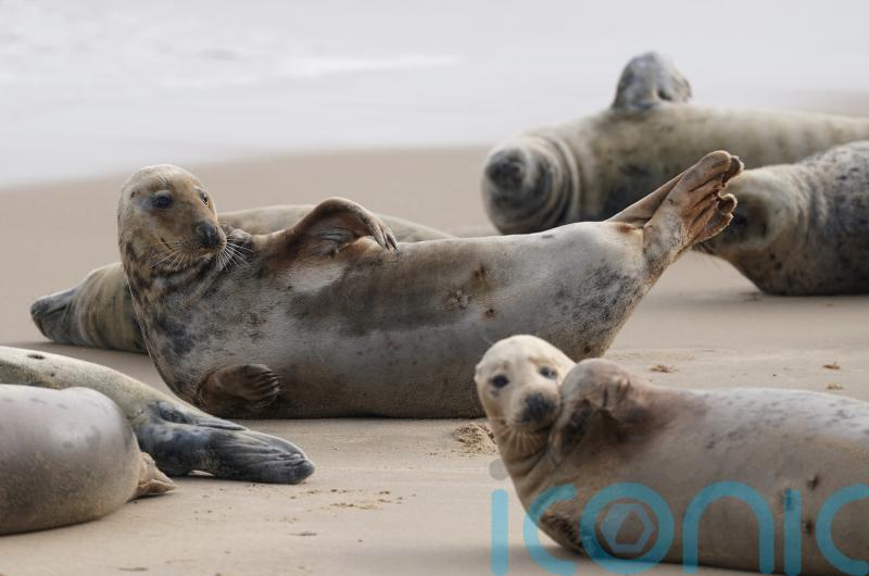 Call for paddleboarders and kayakers to act ‘responsibly’ around marine mammals