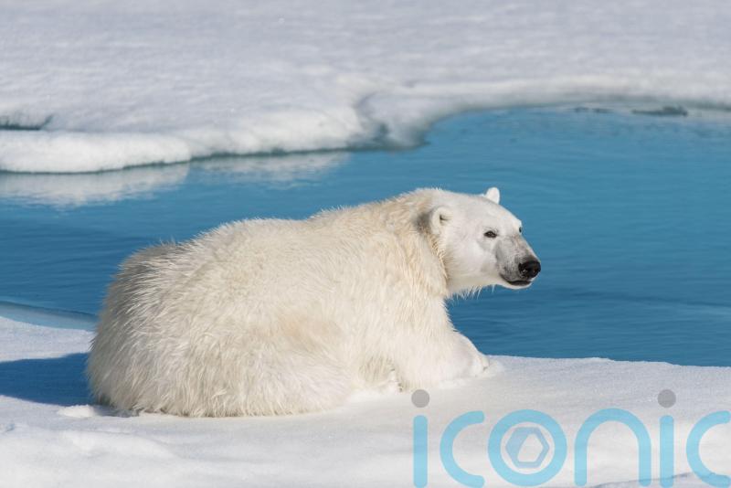 New rules could see end of close-up polar bear photos in cruise brochures