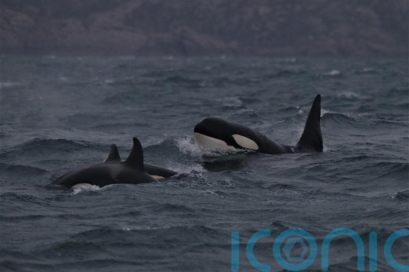 Orcas make seaweed tools to scratch each other’s backs, study suggests