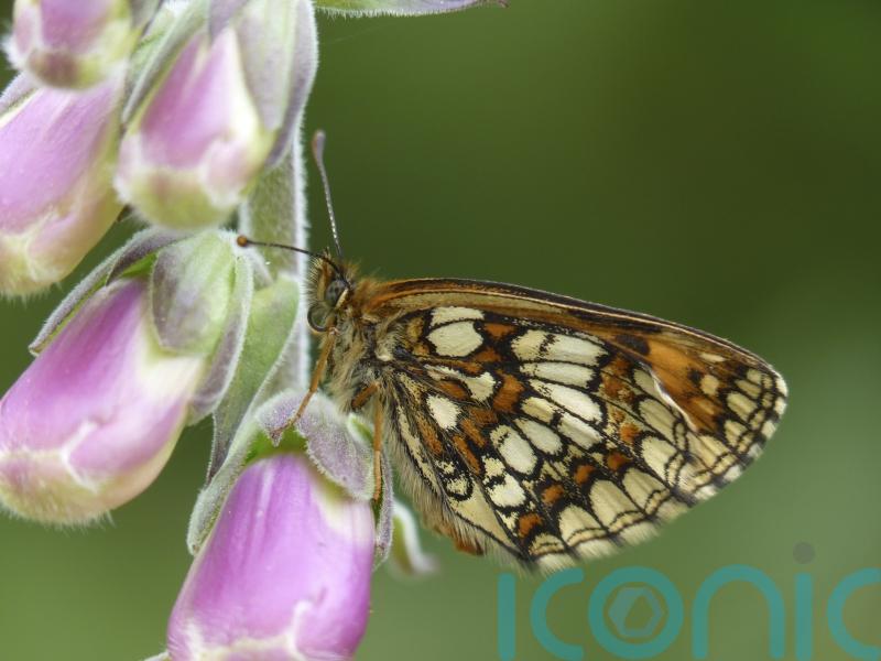Exmoor estate sees resurgence of rare butterfly once on brink of extinction