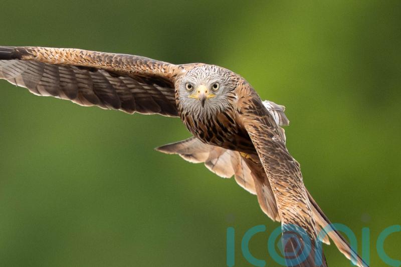 Police investigate after red kite found fatally poisoned in Co Down