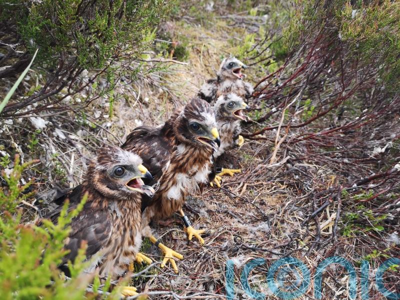 Number of hen harriers killed or missing at new high, RSPB warns