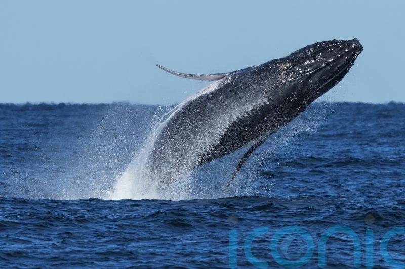 Commuter traffic stops for whales on Australia’s humpback highway