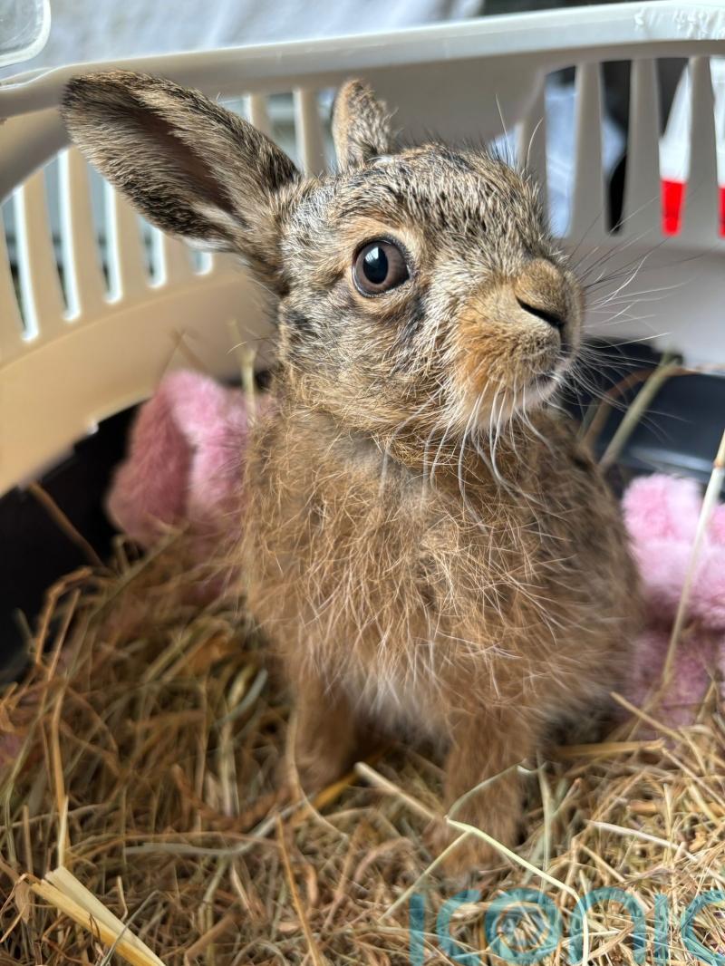 Farmer delivers &lsquo;little miracle&rsquo; baby hare in emergency roadside Caesarean