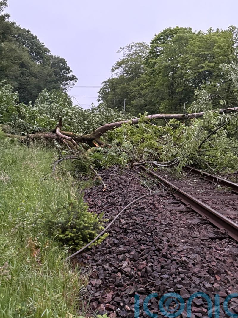 Disruption on West Coast Main Line after tree fall causes ‘significant damage’